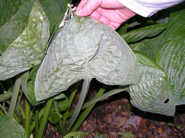 Pewter Goblet Hosta